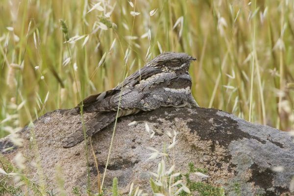 nightjar-resting-on-rock-in-meadow