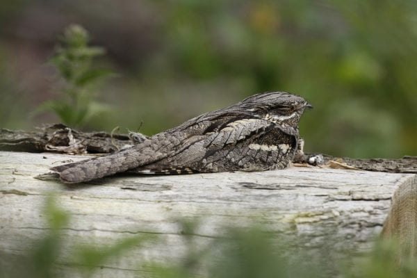 adult-nightjar-roosting-during-daylight-hours-perched-on-a-log