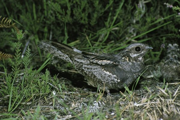 Nightjar-on-ground-among-heather