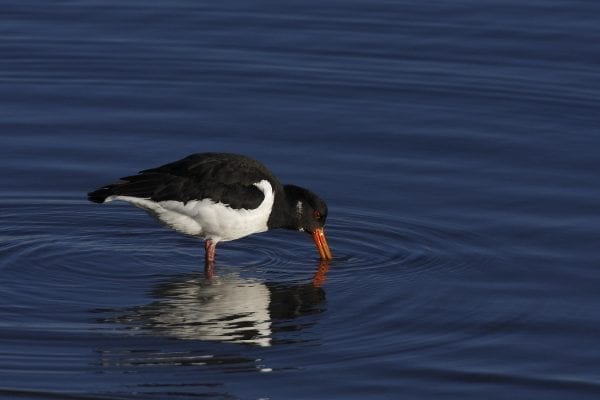 oystercatcher-foraging-in-water
