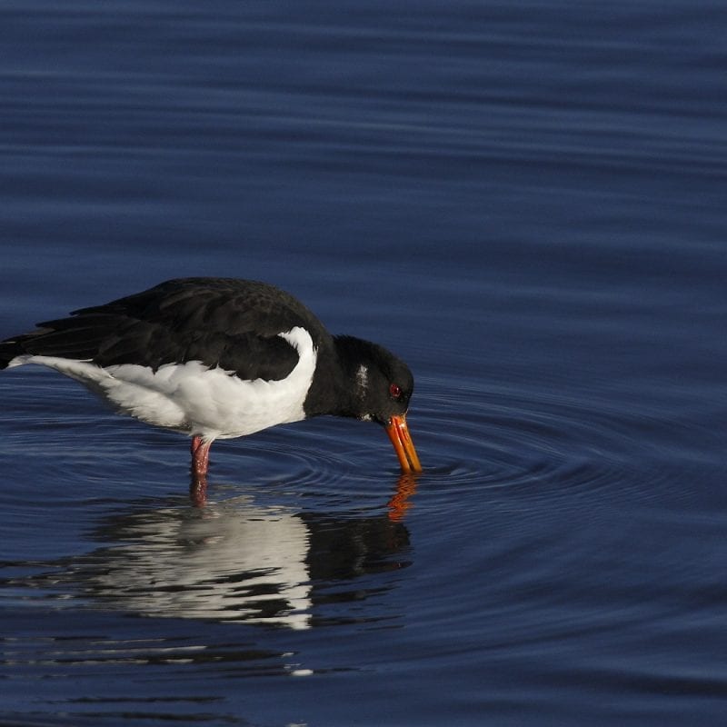 oystercatcher-foraging-in-water