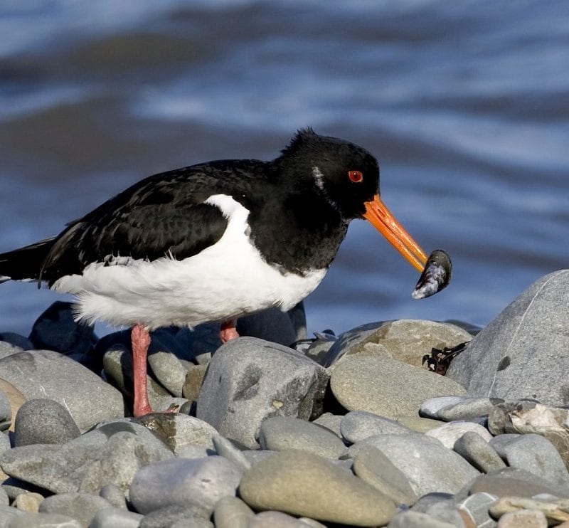 oystercatcher-with-mussel-prey-in-beak