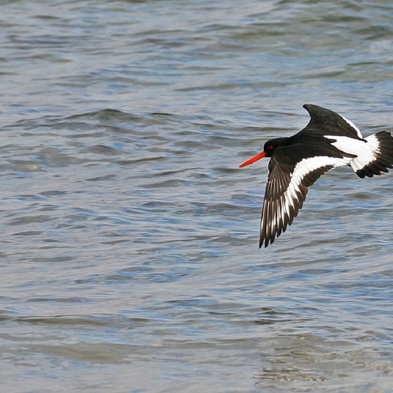 oystercatcher-flying-over-sea