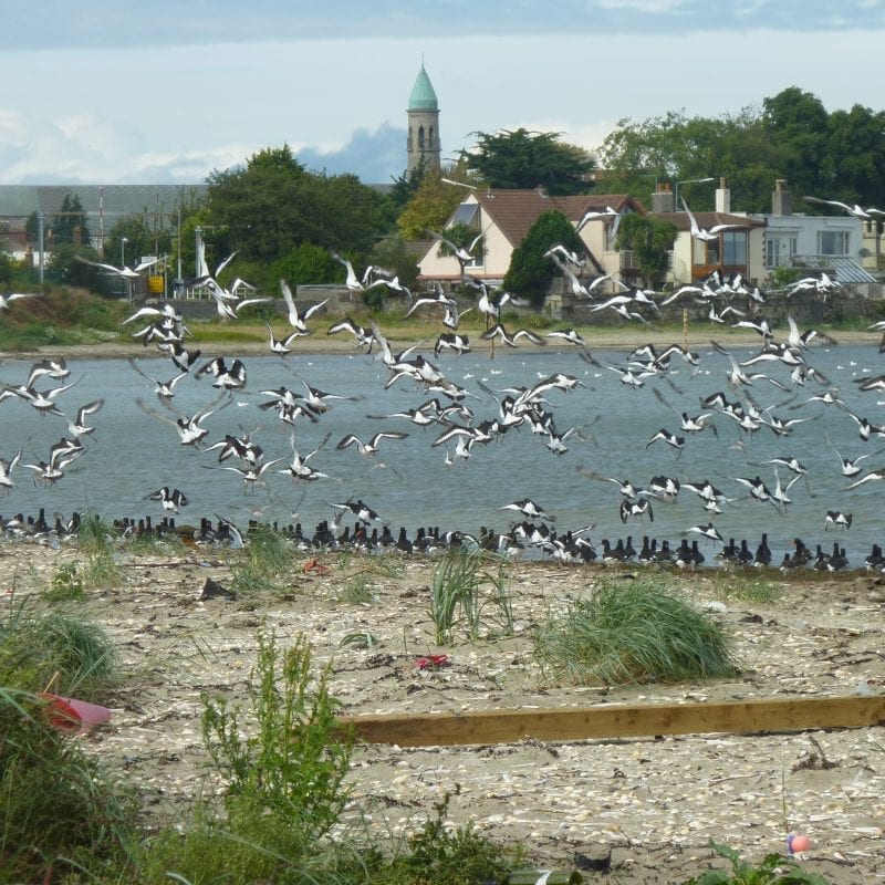 Oystercatchers