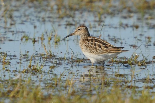 pectoral-sandpiper-wading-through-wet-grassland