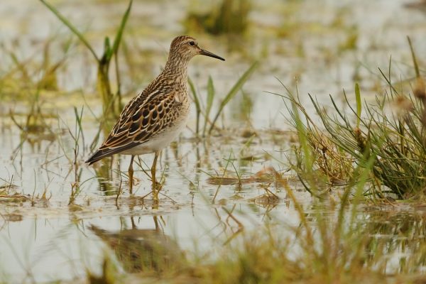 pectoral-sandpiper-in-tall-herb-swamp