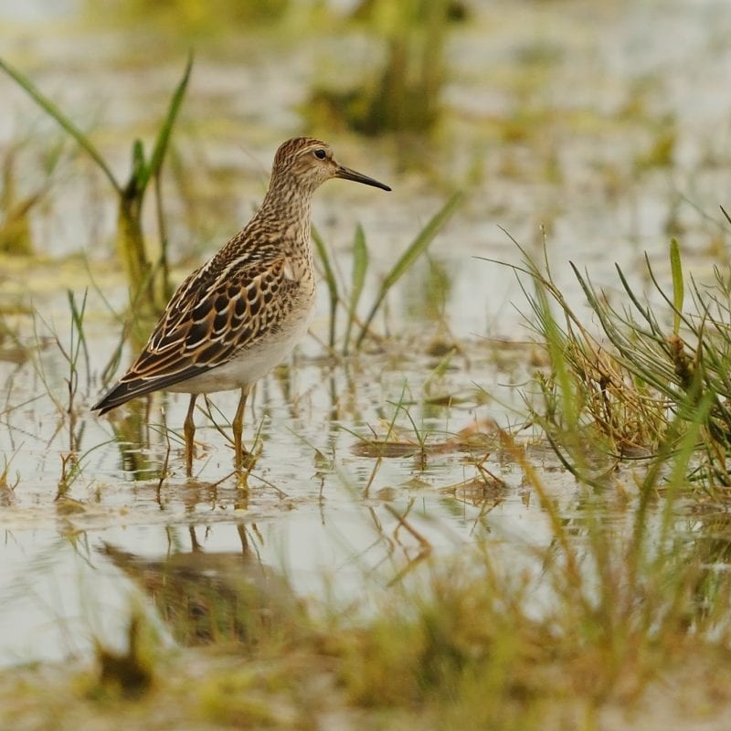 pectoral-sandpiper-in-tall-herb-swamp