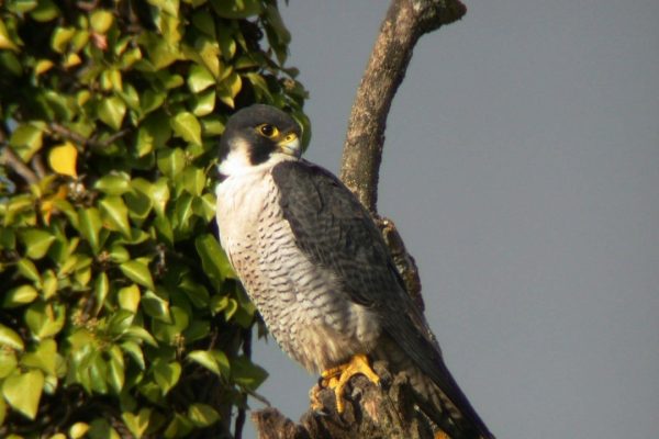 peregrine-falcon-perched-on-branch