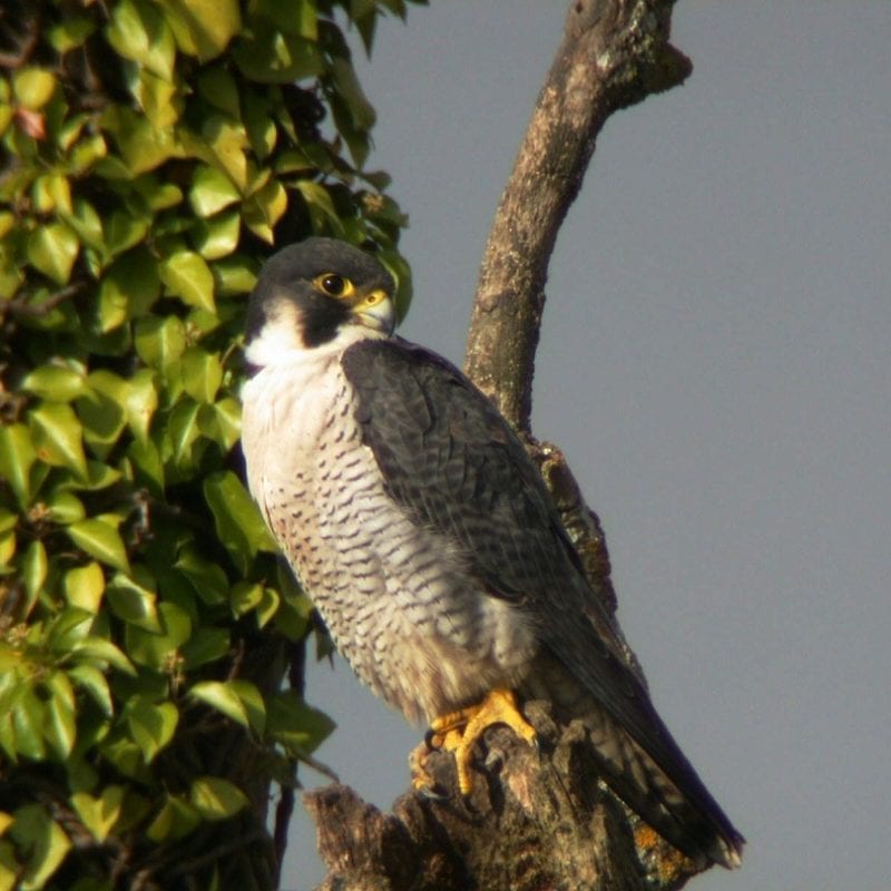 peregrine-falcon-perched-on-branch