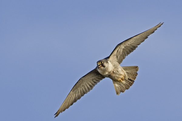 peregrine-falcon-in-flight-blue-sky-background