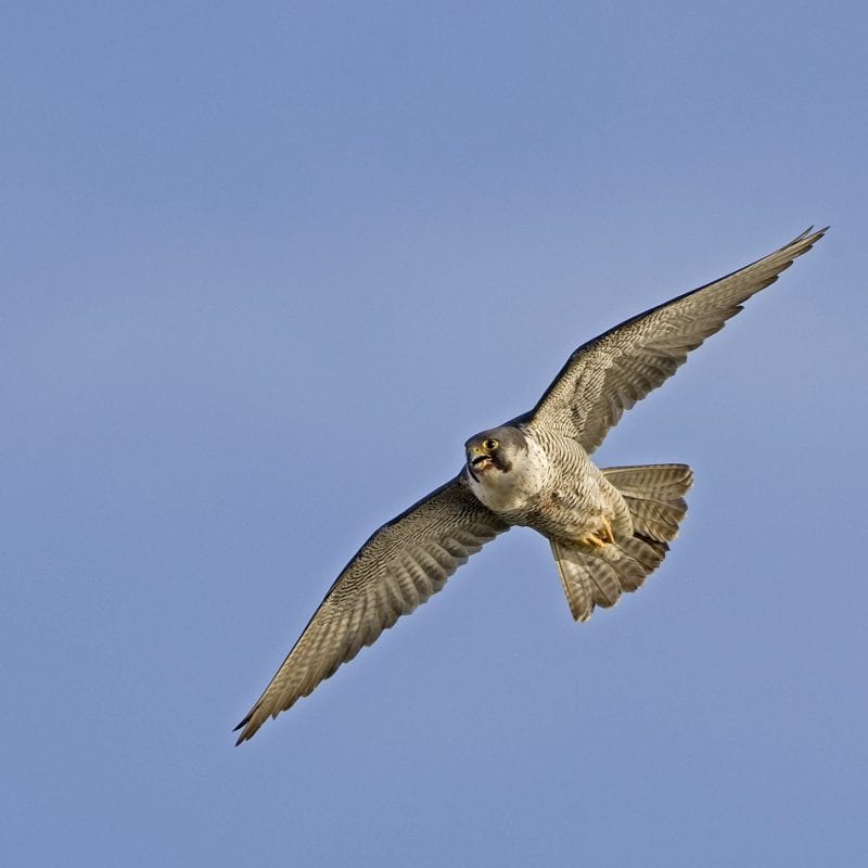 peregrine-falcon-in-flight-blue-sky-background