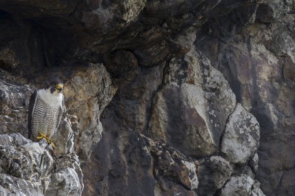 peregrine-falcon-perched-on-cliff