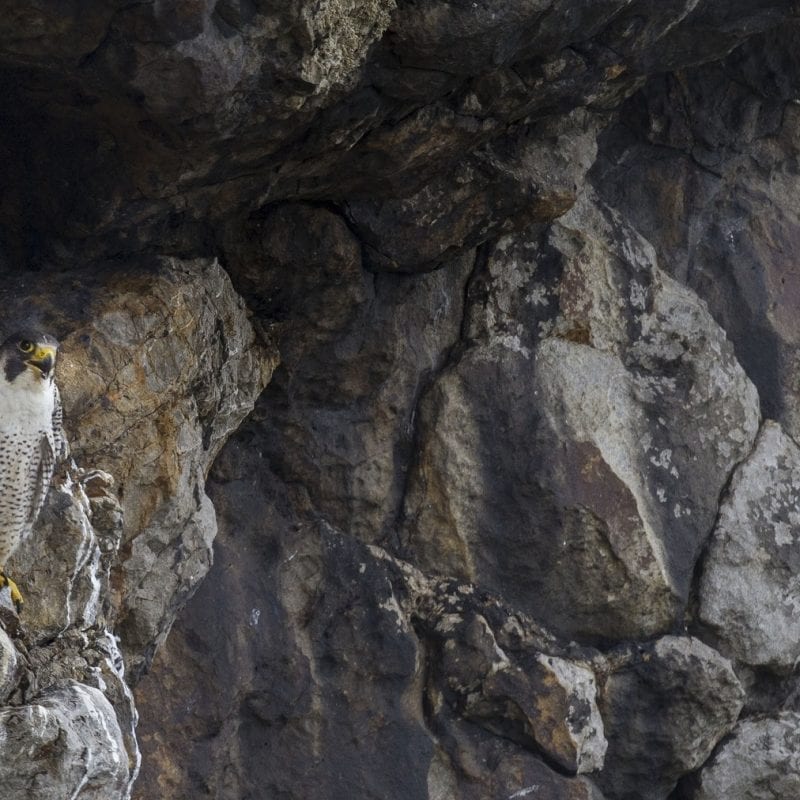 peregrine-falcon-perched-on-cliff