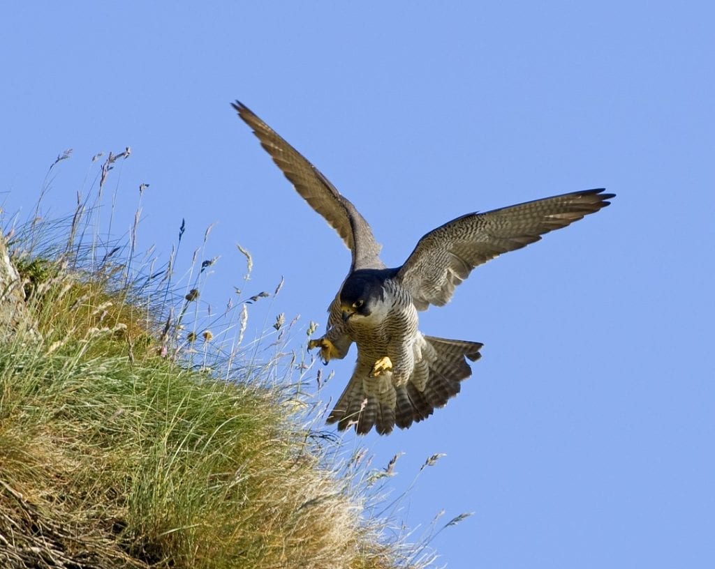 peregrine-falcon-swooping-in-for-the-kill-toward-grass-bank