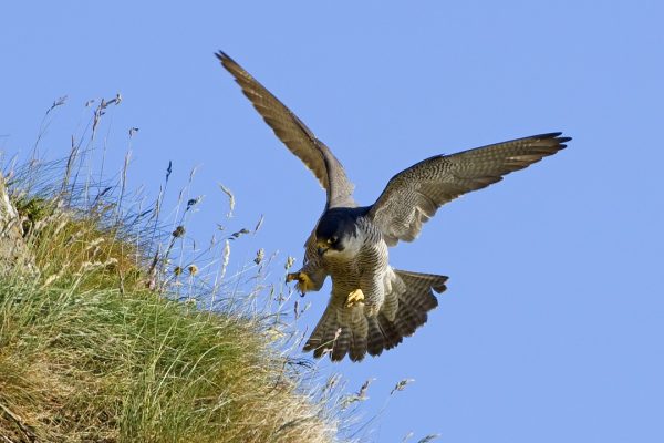 peregrine-falcon-swooping-in-for-the-kill-toward-grass-bank