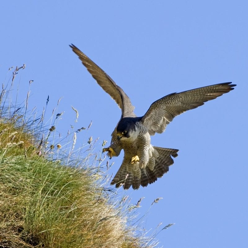 peregrine-falcon-swooping-in-for-the-kill-toward-grass-bank