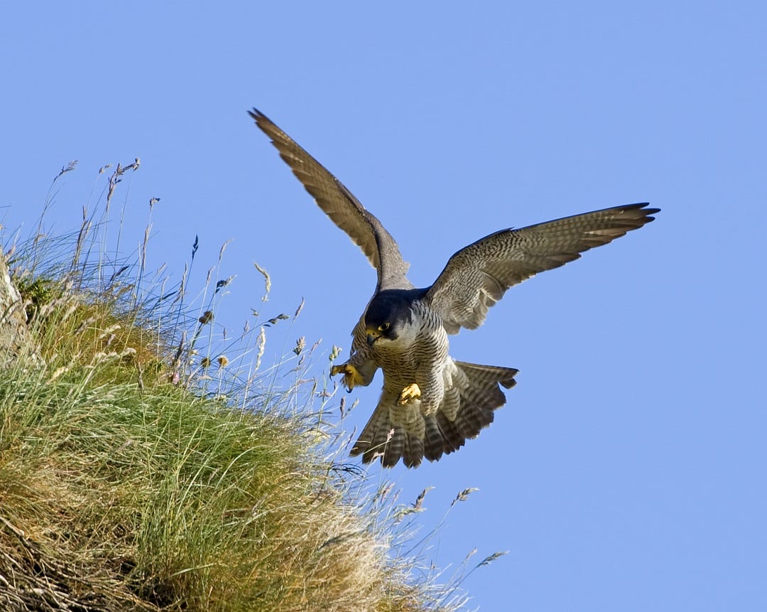 peregrine-falcon-swooping-in-for-the-kill-toward-grass-bank