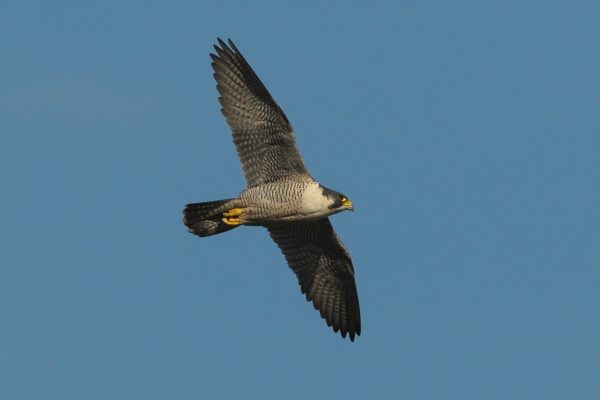 peregrine-falcon-in-flight