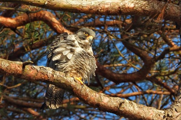 peregrine-perched-in-conifer-with-ominous-expression