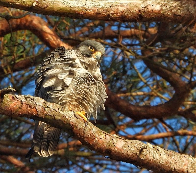 peregrine-perched-in-conifer-with-ominous-expression