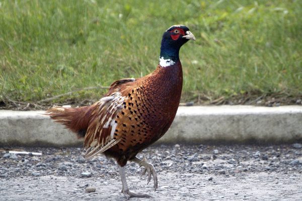 pheasant-walking-on-road
