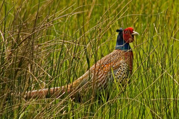 pheasant-standing-amid-rushes