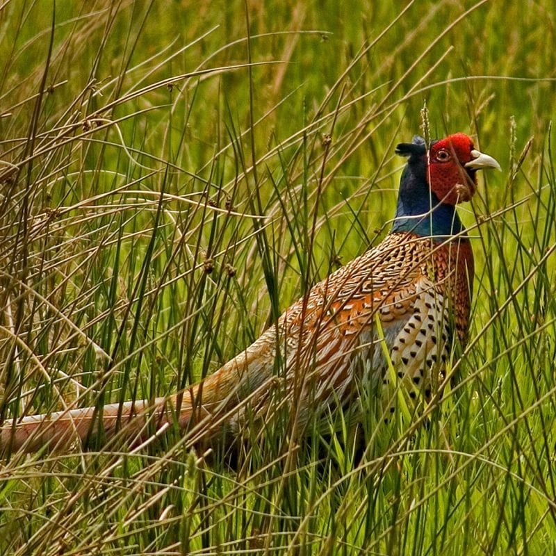 pheasant-standing-amid-rushes