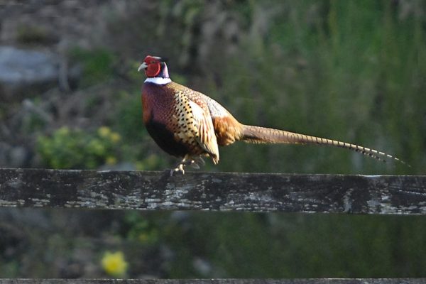 pheasant-standing-on-wooden-fence