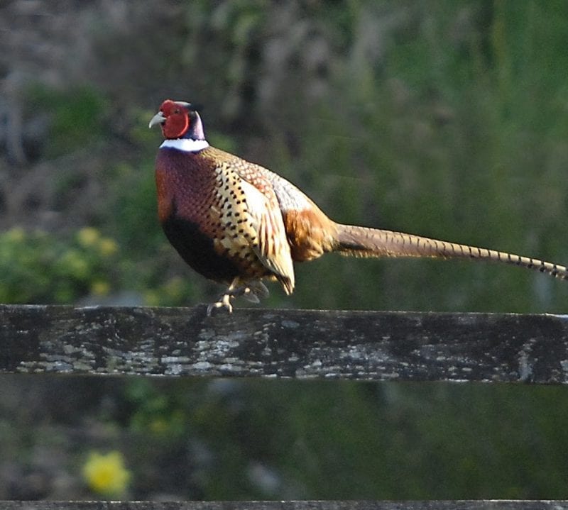 pheasant-standing-on-wooden-fence