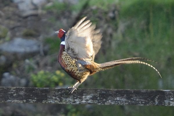 pheasant-taking-flight-from-fence