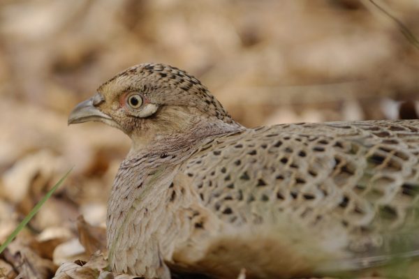 pheasant-female-crouching-in-leaf-litter
