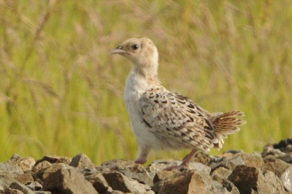 pheasant-chick-standing-on-stones-next-to-railway