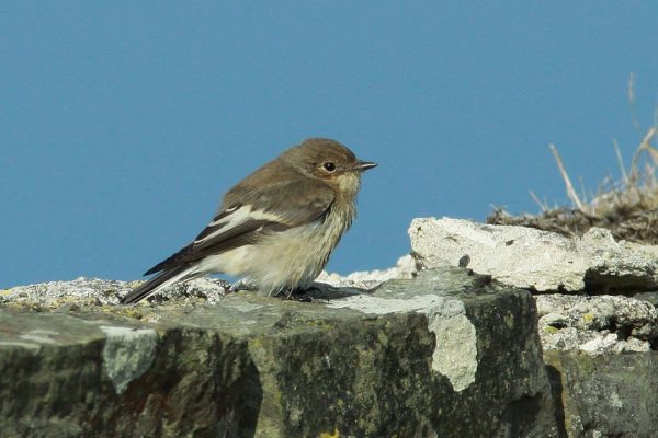 pied-flycatcher-on-stone-wall-blue-sky-background