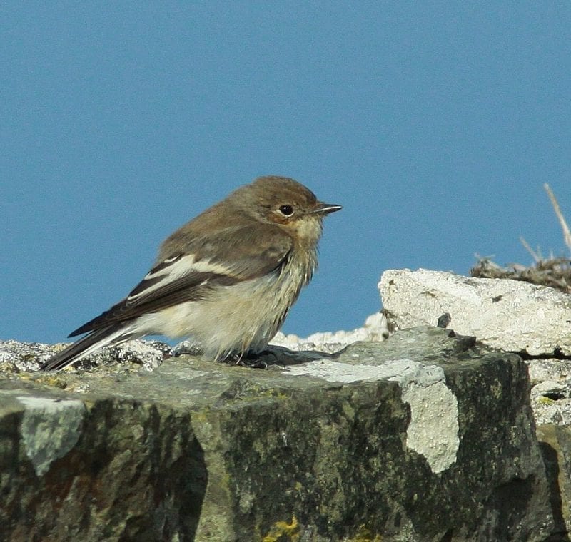 pied-flycatcher-on-stone-wall-blue-sky-background
