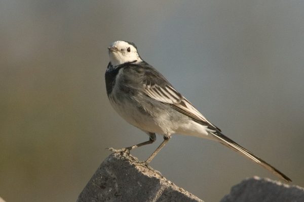 pied-wagtail-standing-on-brick