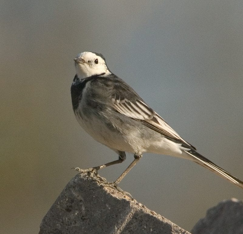 pied-wagtail-standing-on-brick