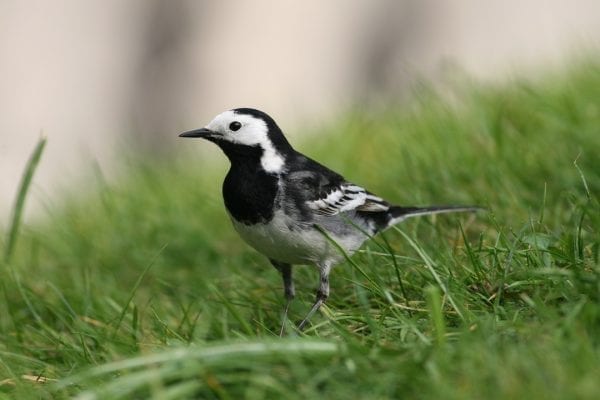 pied-wagtail-standing-in-grass