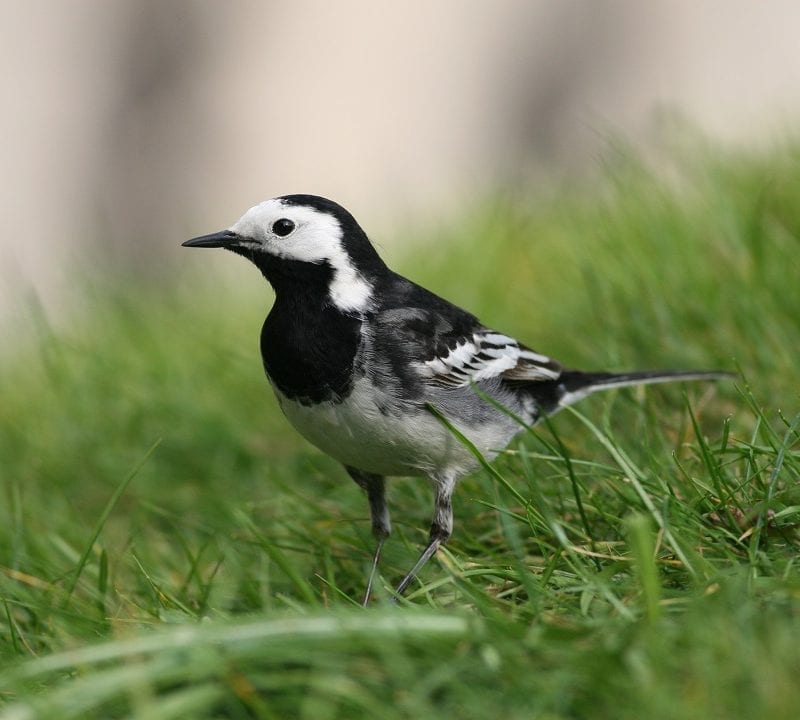 pied-wagtail-standing-in-grass