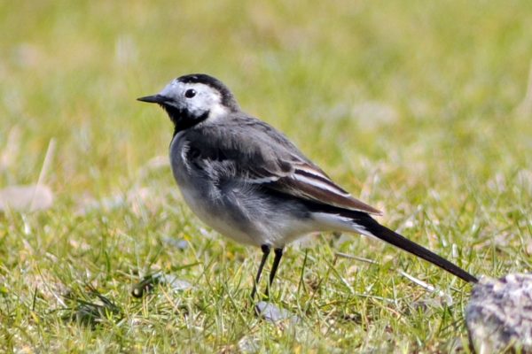 Pied Wagtail - BirdWatch Ireland