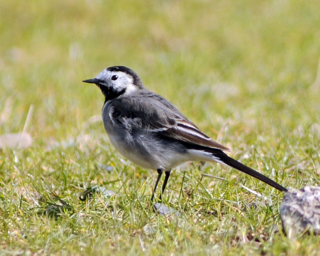 pied-wagtail-in-grass