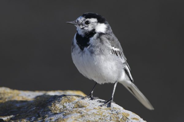 pied-wagtail-standing-on-stone