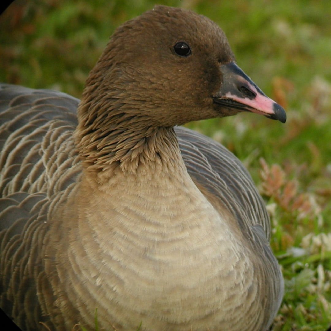 close-up-of-pink-footed-goose
