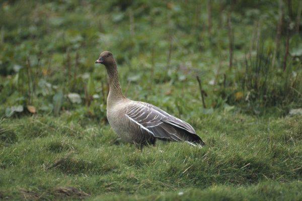 pink-footed-goose-single-bird-in-rough-pasture