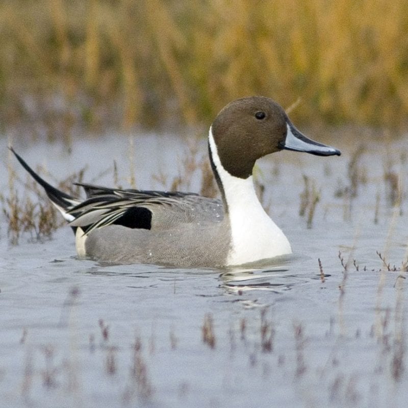 pintail-drake-close-up-swimming