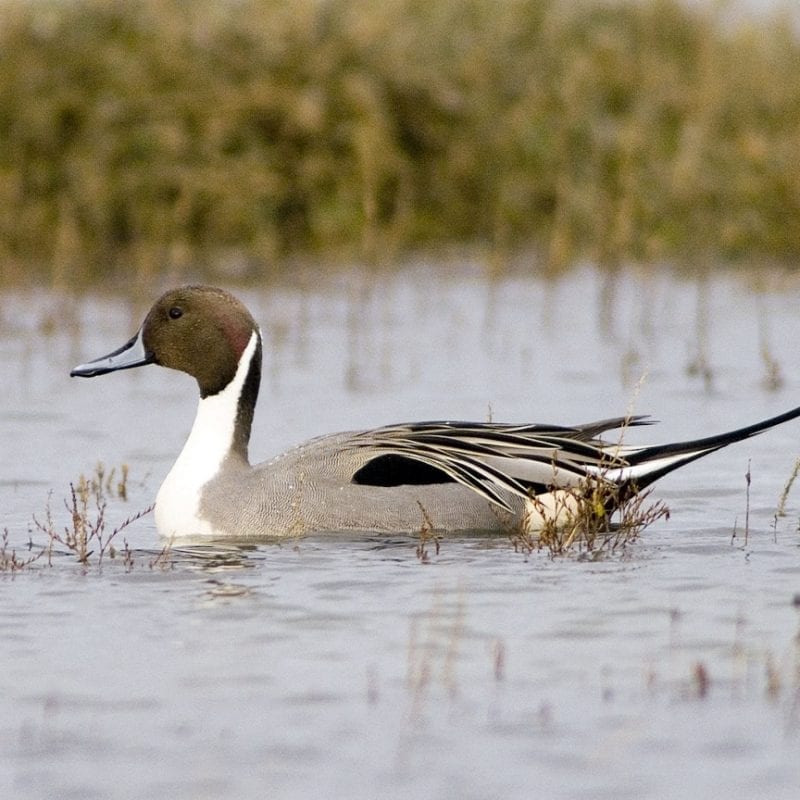 pintail-drake-swimming-side-profile