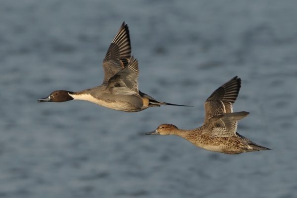 A-Pair-Of-Pintail-In-Flight