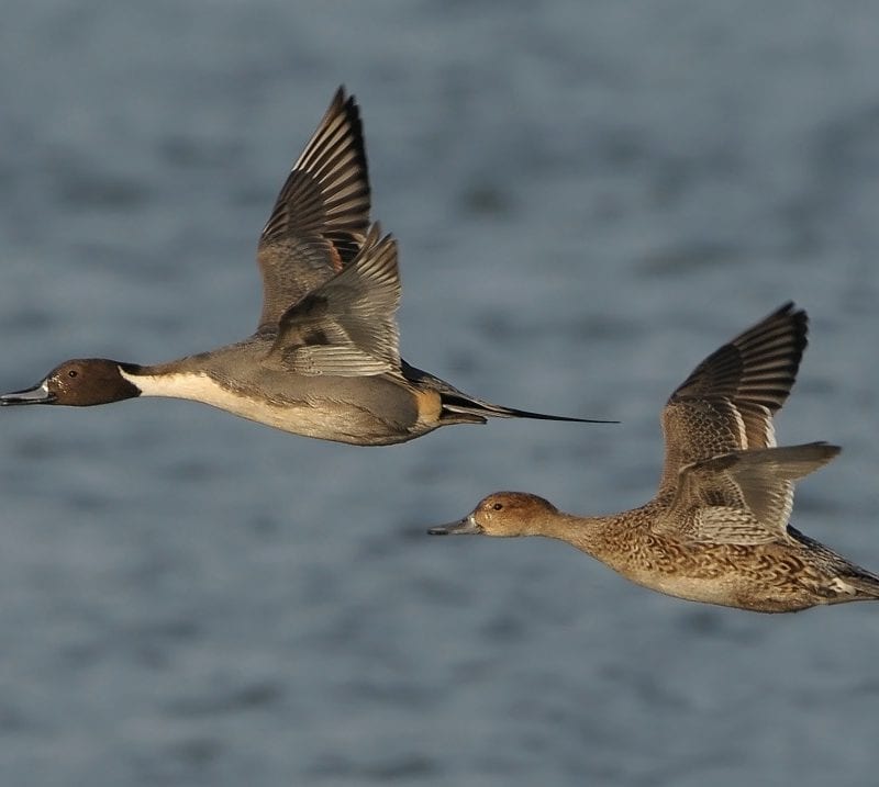 pintail-pair-in-flight