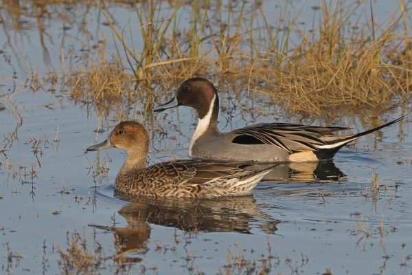 pintail-pair-swimming-side-by-side