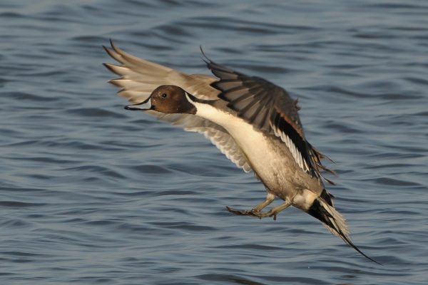 Male-Pintail-landing-on-water