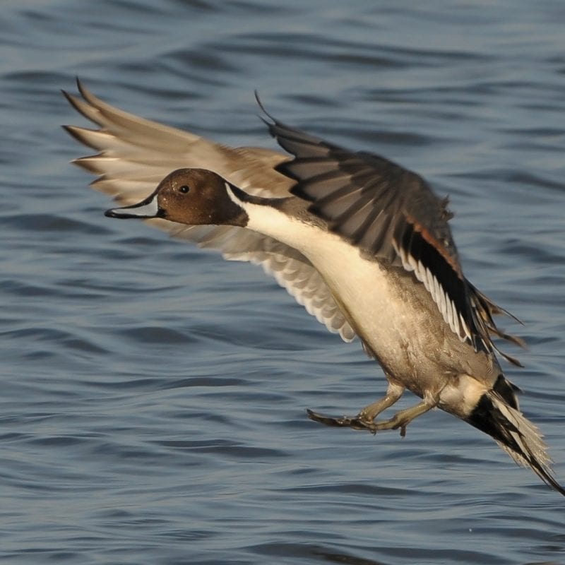 Male-Pintail-landing-on-water